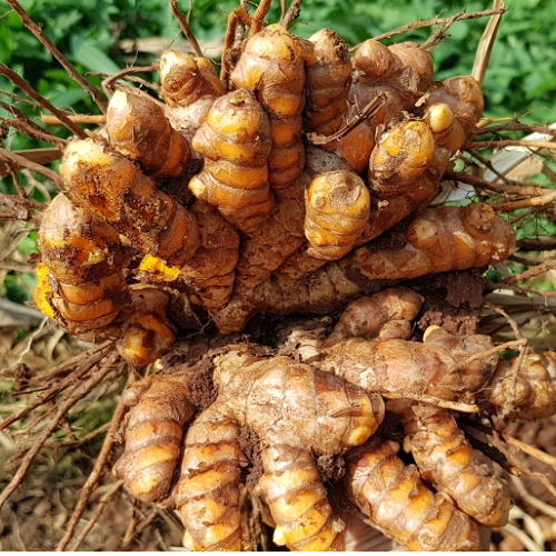 CHIẾT XUẤT NGHỆ (Dưỡng trắng)